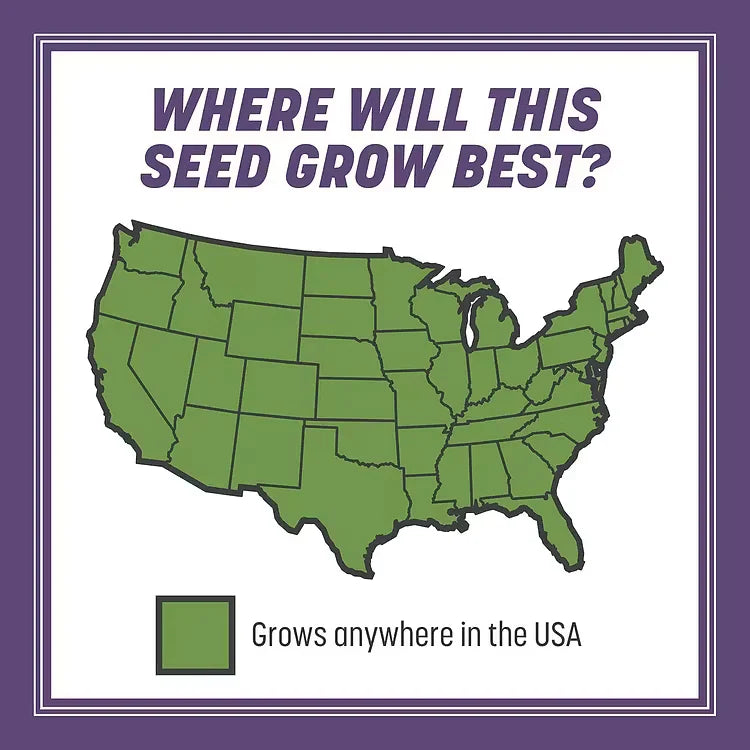 2026 Evergreen Dwarf 7-DAY SPROUT50% OFFGrass Seed for Four Seasons| Durable, VibrantGreen All Year (No Mowing Required)