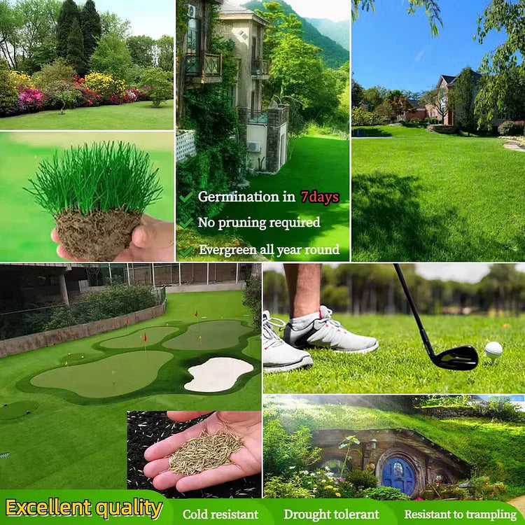 2026 Evergreen Dwarf 7-DAY SPROUT50% OFFGrass Seed for Four Seasons| Durable, VibrantGreen All Year (No Mowing Required)
