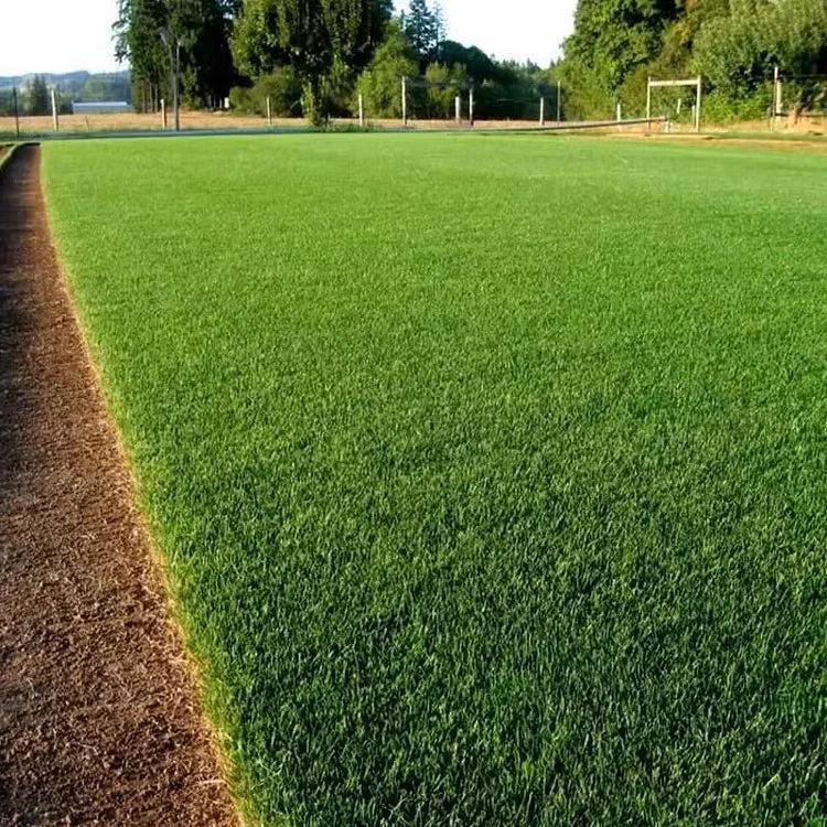 2026 Evergreen Dwarf 7-DAY SPROUT50% OFFGrass Seed for Four Seasons| Durable, VibrantGreen All Year (No Mowing Required)