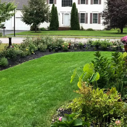 2026 Evergreen Dwarf 7-DAY SPROUT50% OFFGrass Seed for Four Seasons| Durable, VibrantGreen All Year (No Mowing Required)